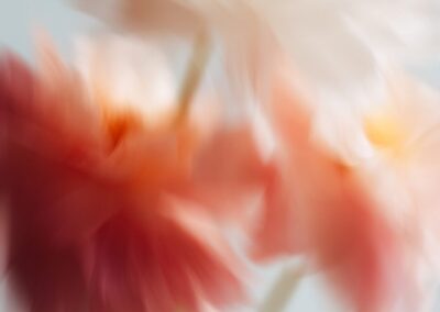 Abstract pink and white flowers with motion blur