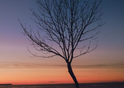 Bare tree silhouetted against a colorful sunset sky